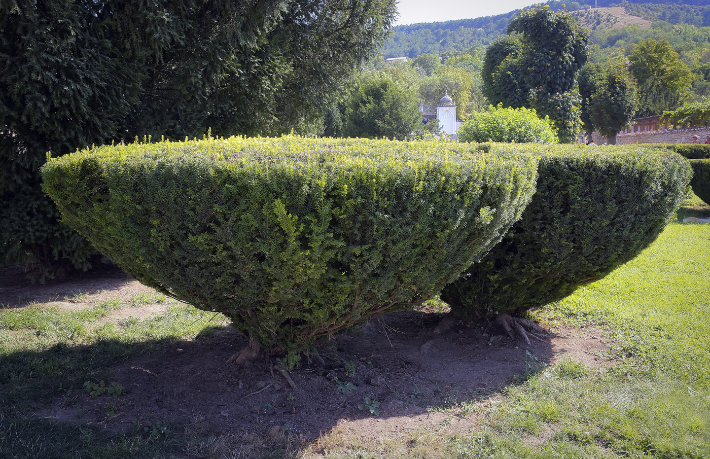 Изображение особи Taxus baccata.