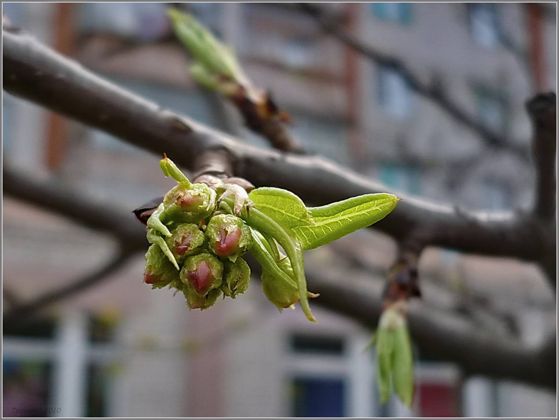 Изображение особи Pyrus ussuriensis.