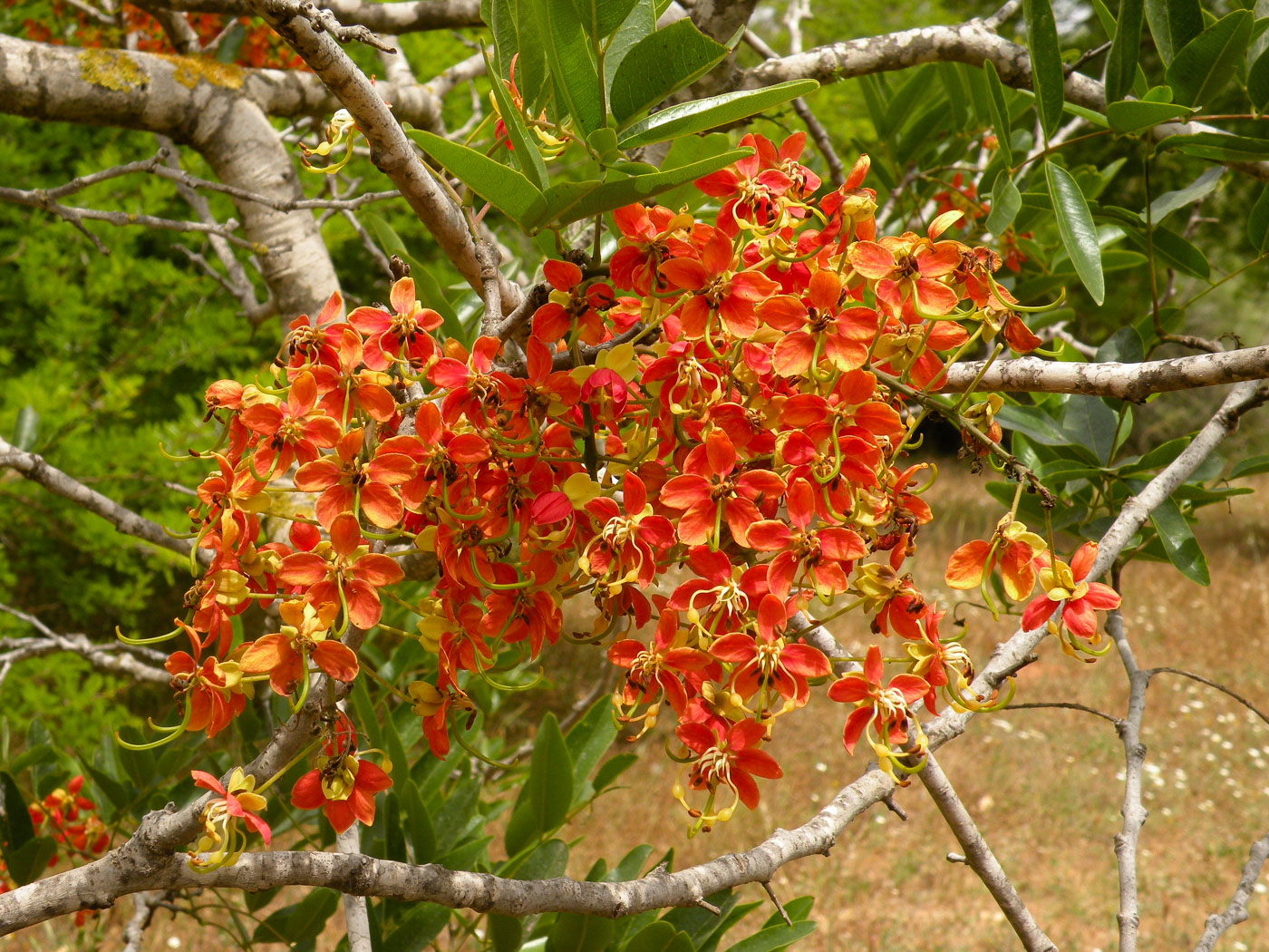 Image of Cassia brewsteri specimen.