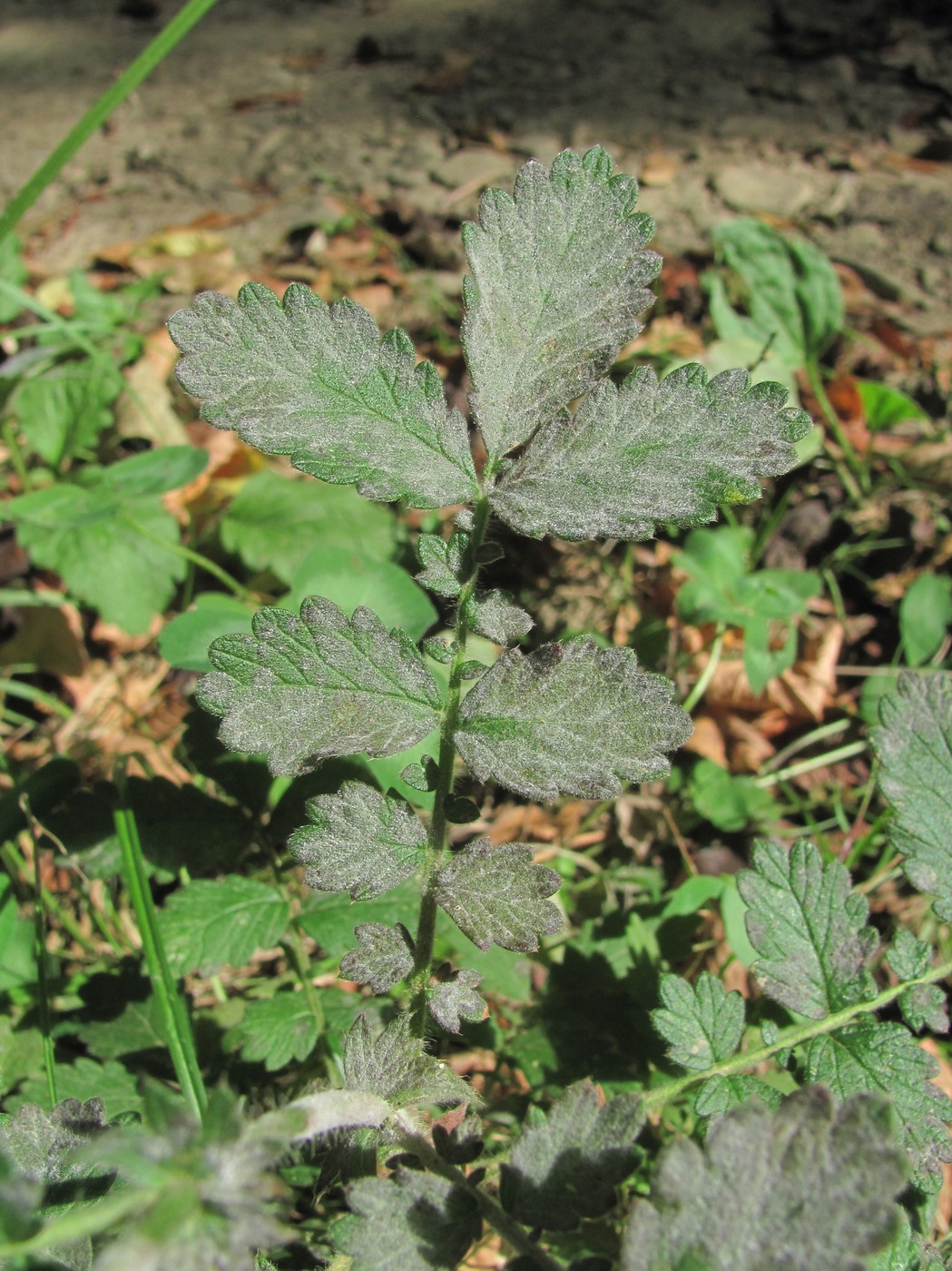 Image of Agrimonia eupatoria specimen.