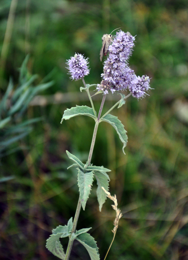 Изображение особи Mentha asiatica.