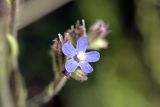 Anchusa azurea