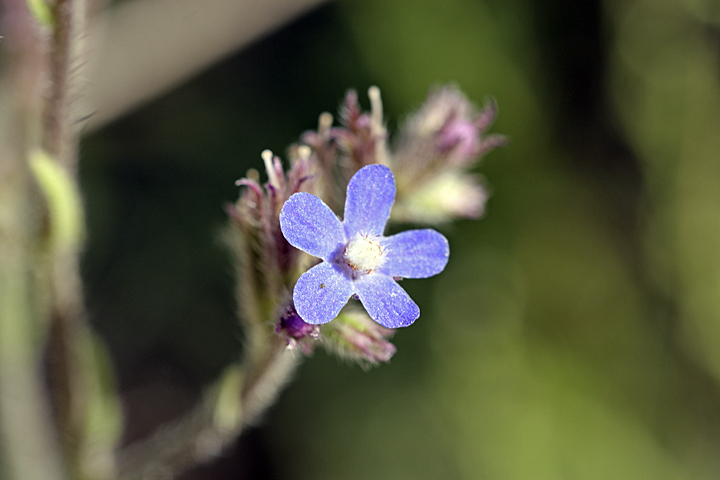 Image of Anchusa azurea specimen.
