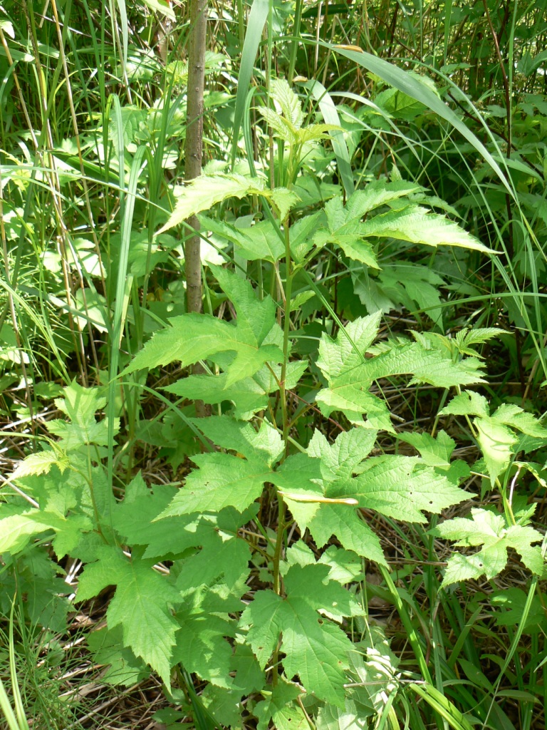 Image of Rubus crataegifolius specimen.