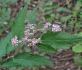 род Spiraea. Верхушка побега с соцветиями. Китай, провинция Юньнань, окр. г. Дали, восточный склон горы Цаншань (Cangshan Mountain 苍山); ≈ 3700 м н.у.м., лес. 24 октября 2016 г.