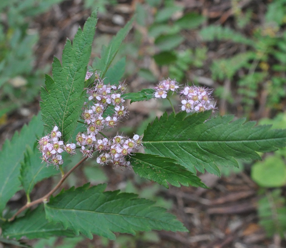 Image of genus Spiraea specimen.