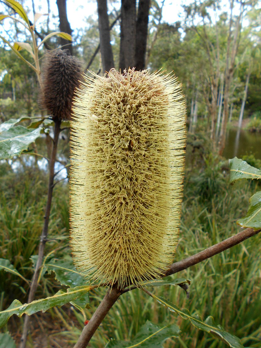 Image of Banksia robur specimen.