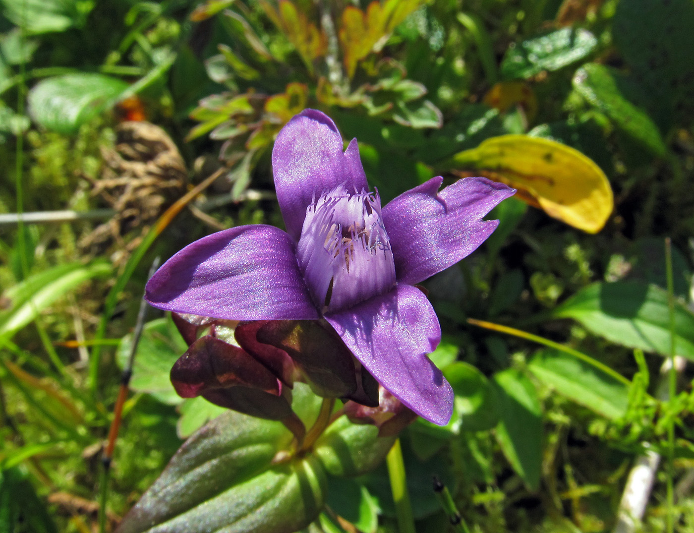 Image of Gentianella auriculata specimen.