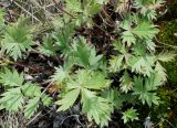 genus Potentilla. Прикорневые листья. Якутия, Нерюнгринский р-н, окр. перевала Тит, р-н 502 км трассы АЯМ, в полосе ЛЭП. 26.07.2016.