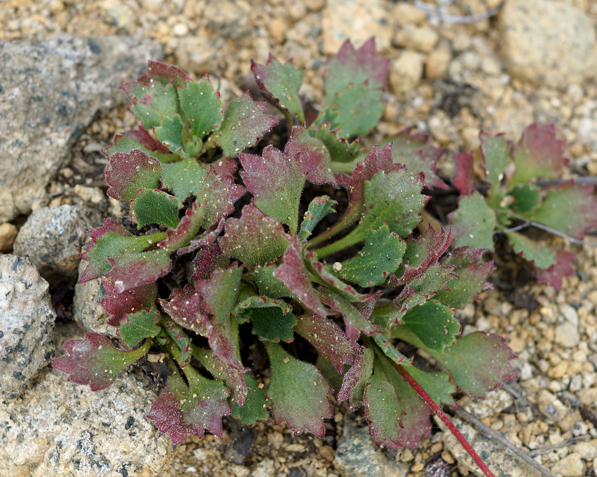 Изображение особи Micranthes punctata.