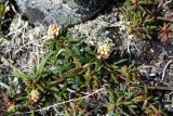 Ledum decumbens