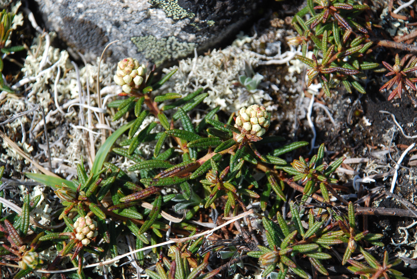 Image of Ledum decumbens specimen.