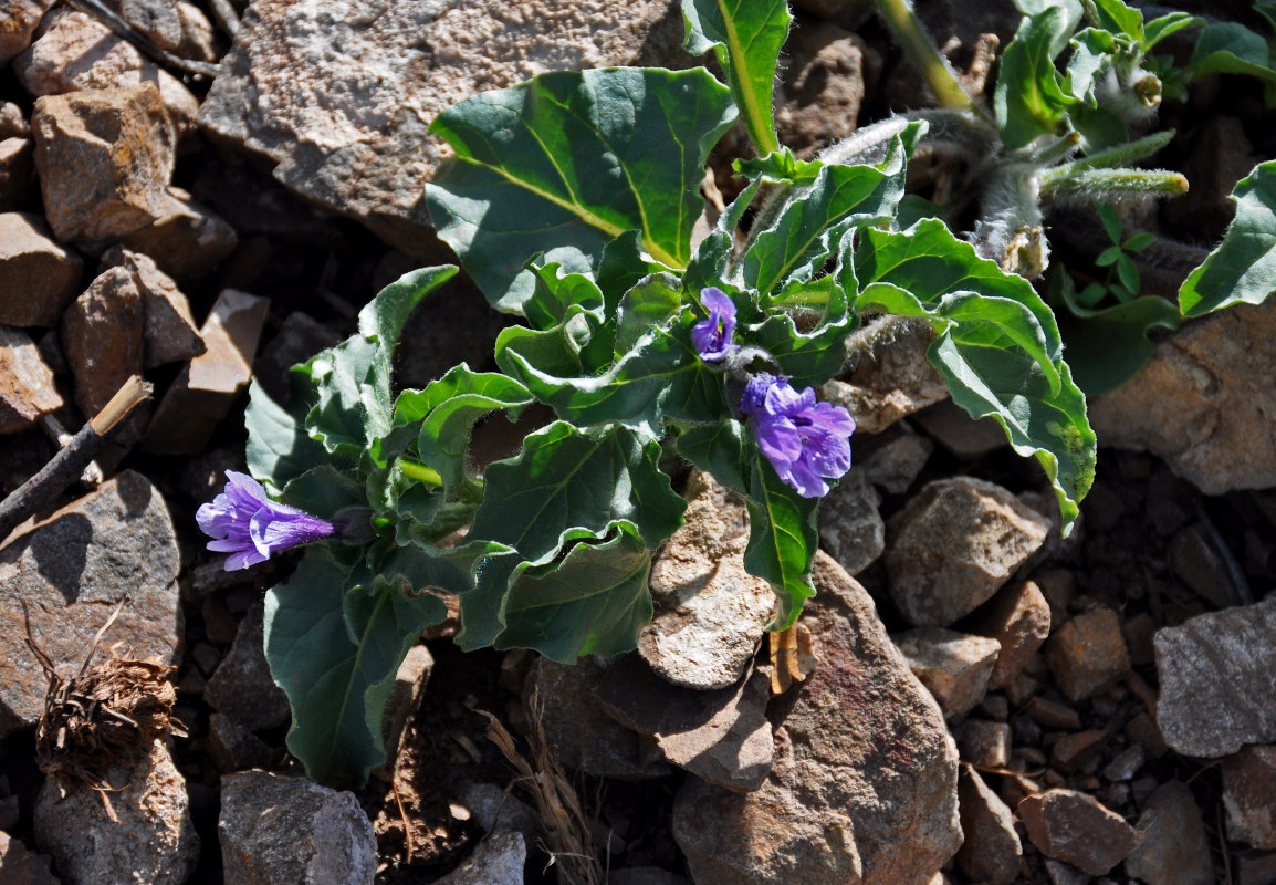 Изображение особи Physochlaina physaloides.