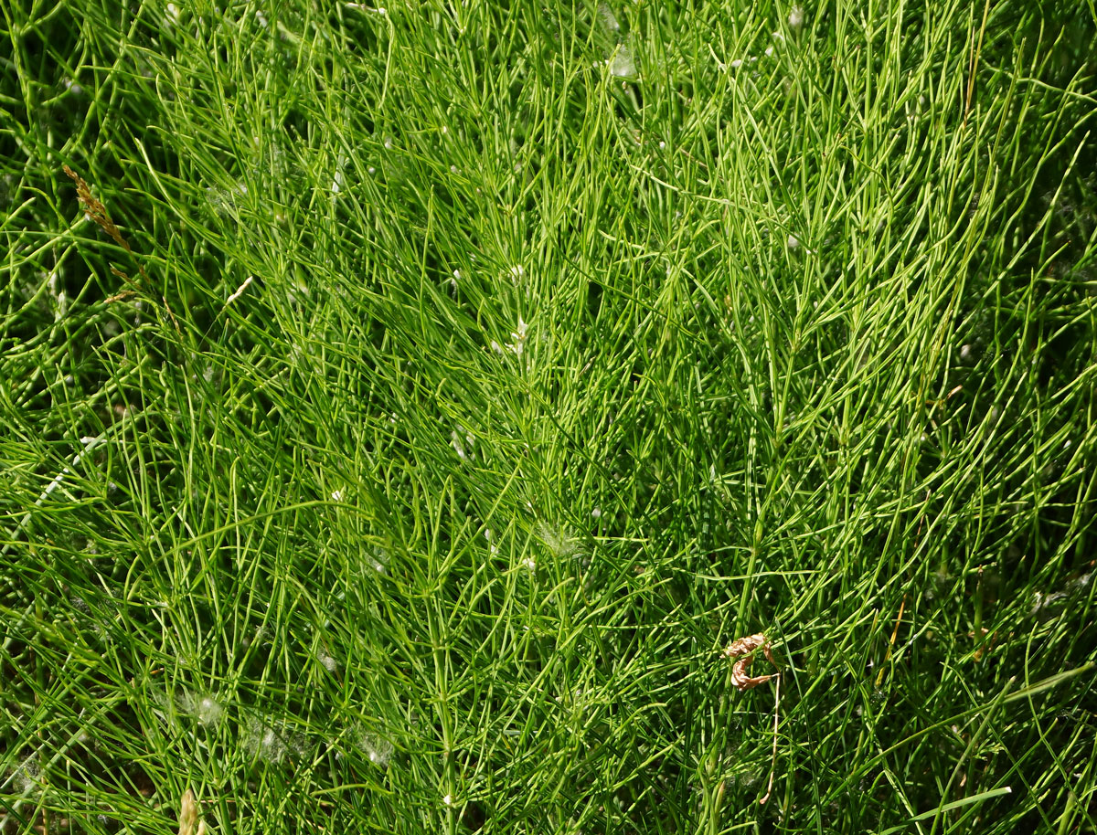 Image of Equisetum arvense specimen.