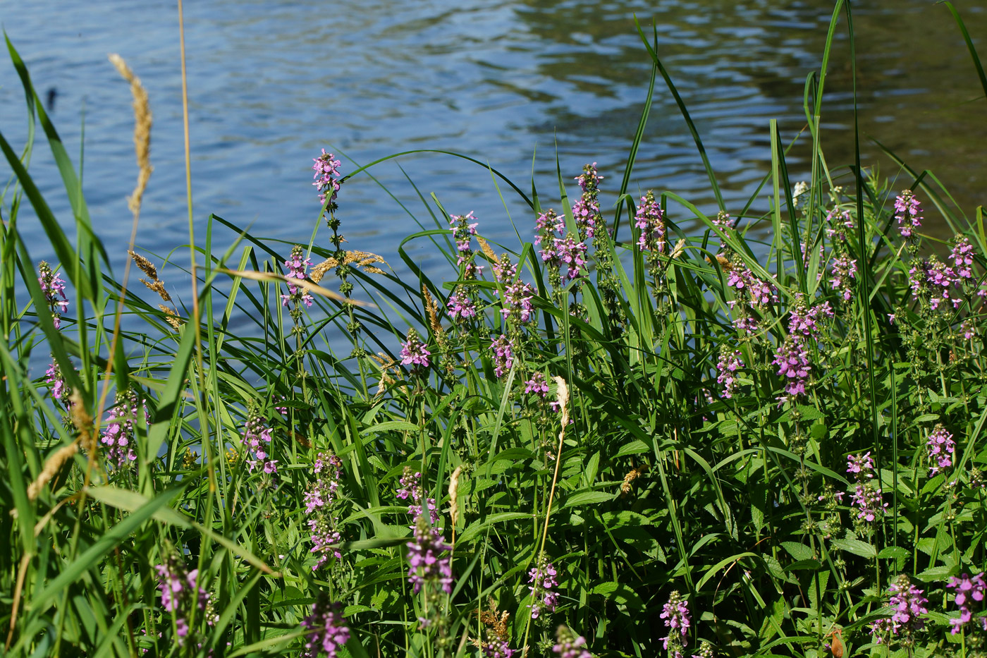 Изображение особи Stachys palustris.