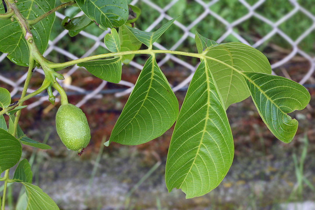 Изображение особи Juglans regia.