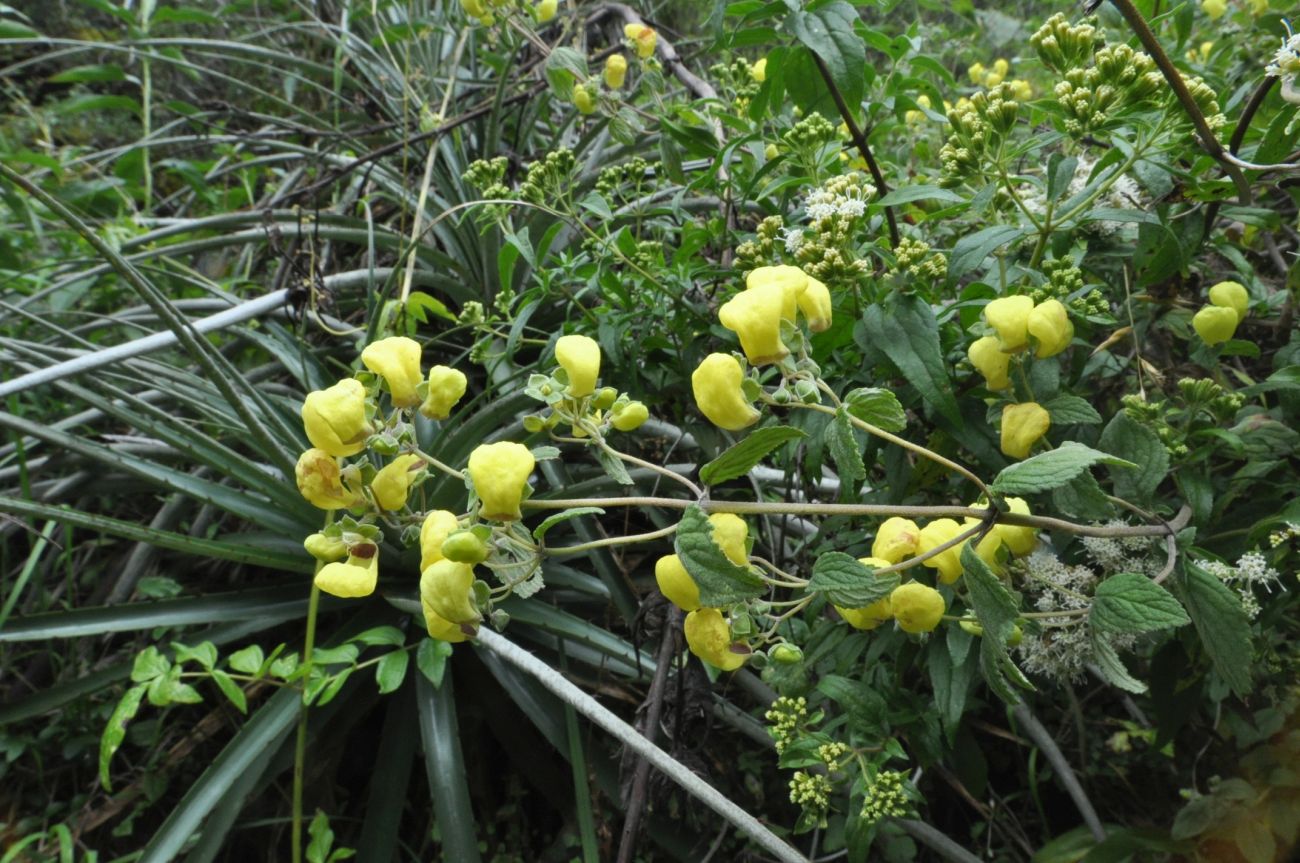 Image of Calceolaria virgata specimen.