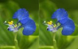 genus Commelina