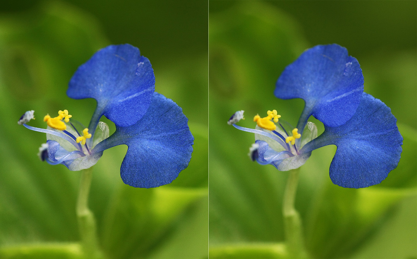 Image of genus Commelina specimen.