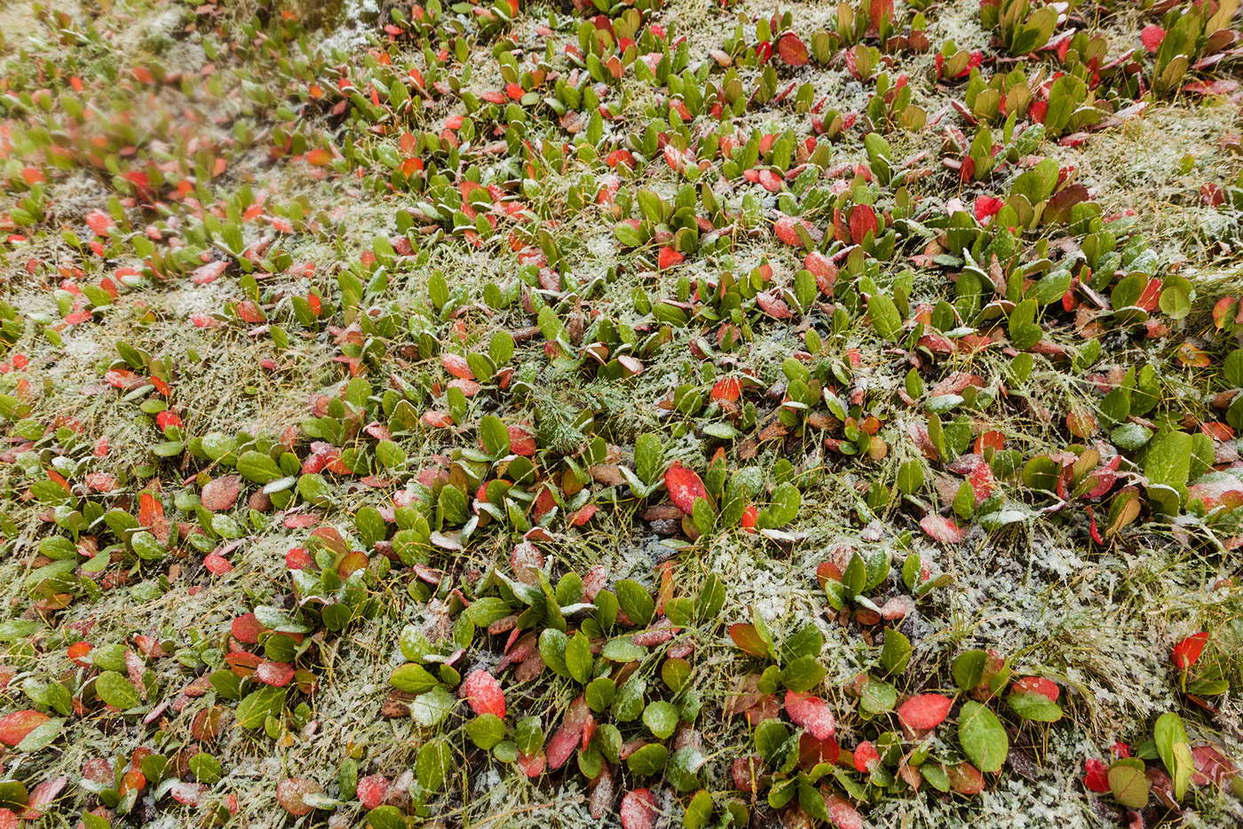 Изображение особи Bergenia crassifolia.