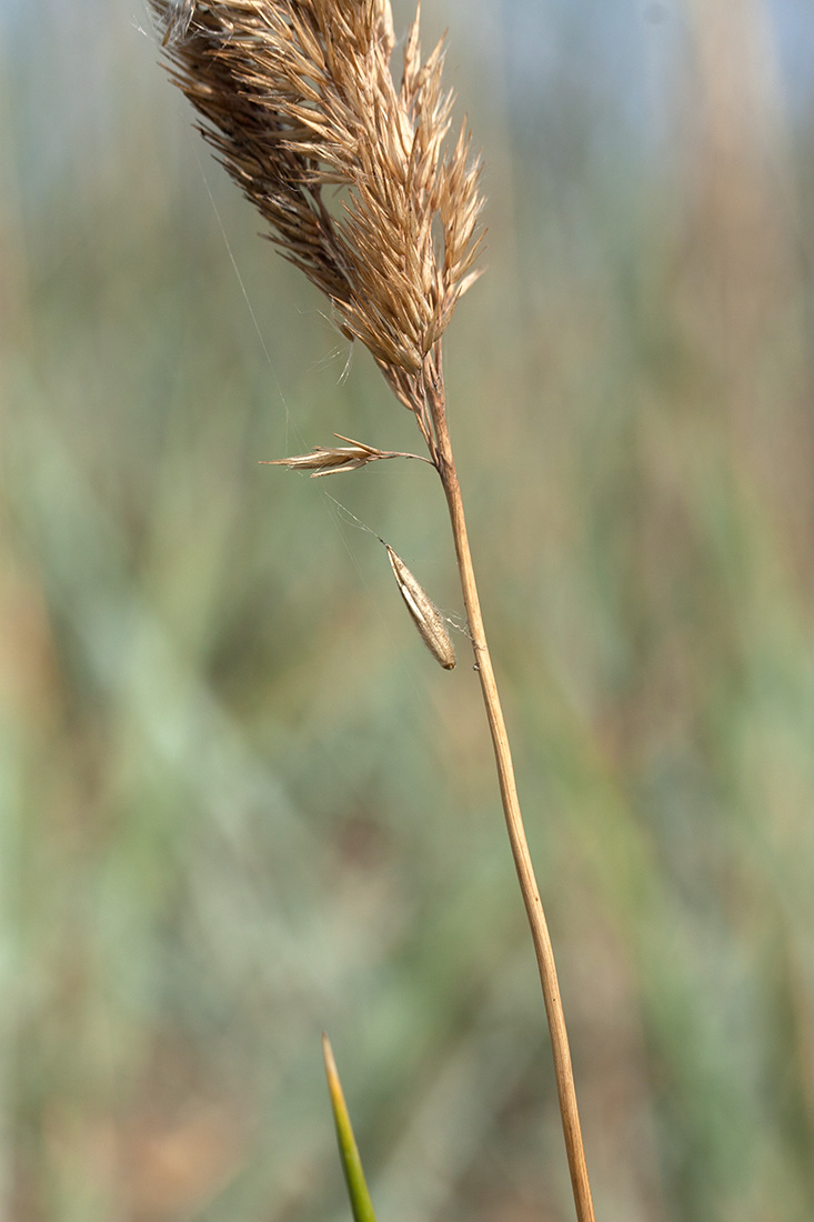 Image of Calamagrostis meinshausenii specimen.