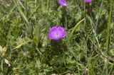 Geranium sanguineum. Верхушка цветущего растения. Горный Крым, гора Южная Демерджи. 21.06.2009.