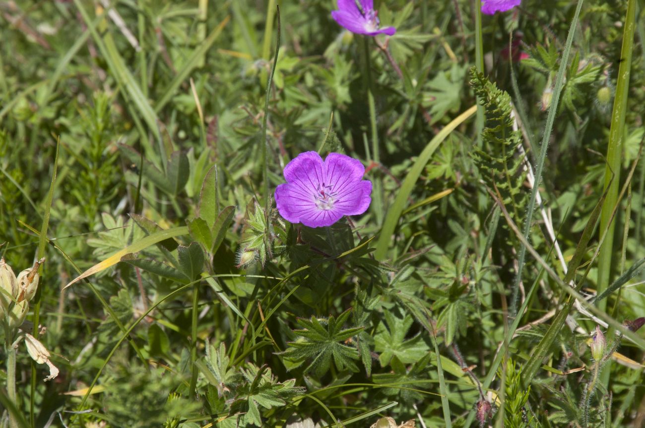 Изображение особи Geranium sanguineum.