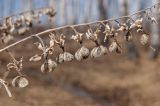 Cynoglossum officinale. Часть прошлогоднего соплодия. Свердловская обл., высокий левый берег р. Исеть ниже дер. Бекленищева (порог Ревун), скалы ниже порога. 14 апреля 2018 г.