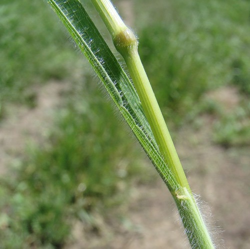 Image of genus Bromus specimen.
