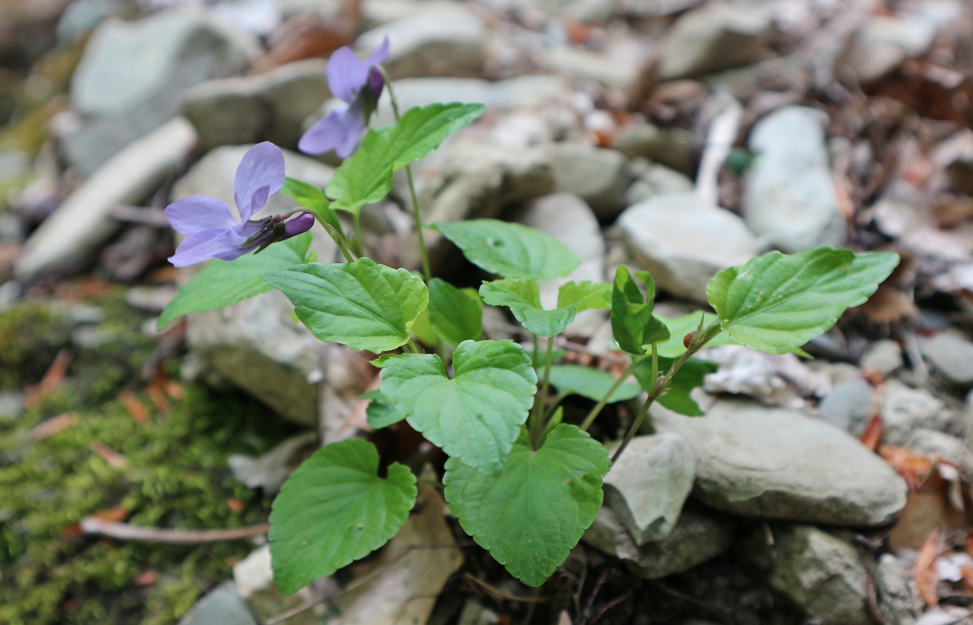 Изображение особи Viola reichenbachiana.