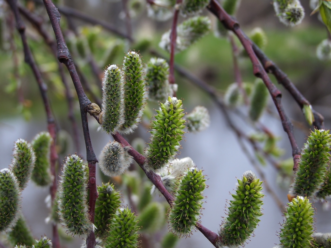 Изображение особи Salix rorida.