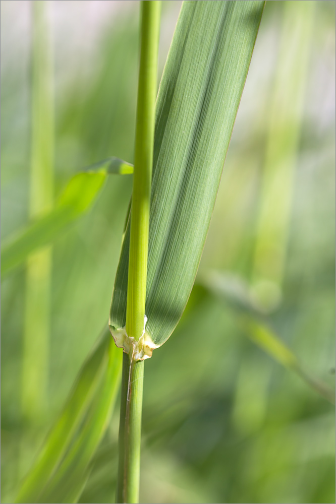 Изображение особи Phalaroides arundinacea.