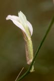 Astragalus pseudotataricus. Цветок. Ростовская обл., Сальский р-н, окр. пос. Тальники, склон степной балки. 16.05.2018.