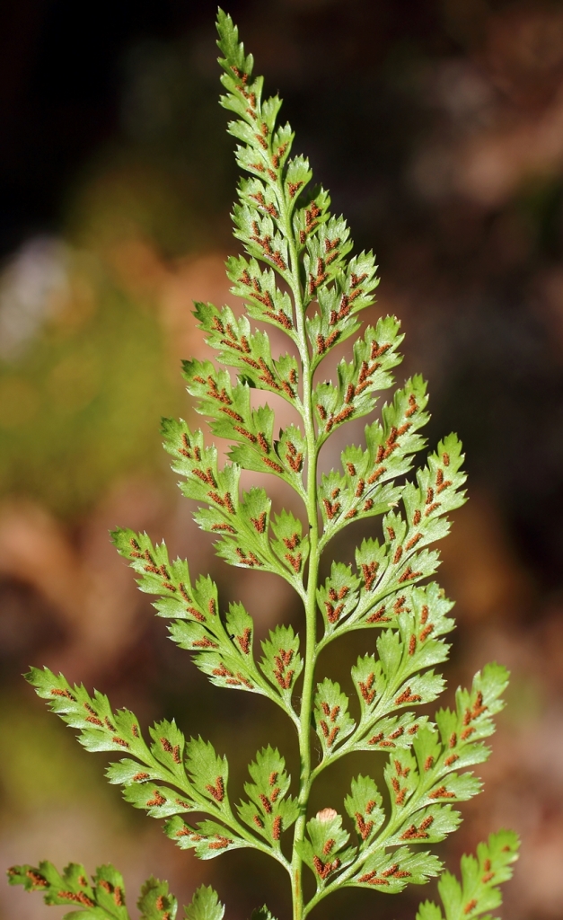 Изображение особи Asplenium adiantum-nigrum.