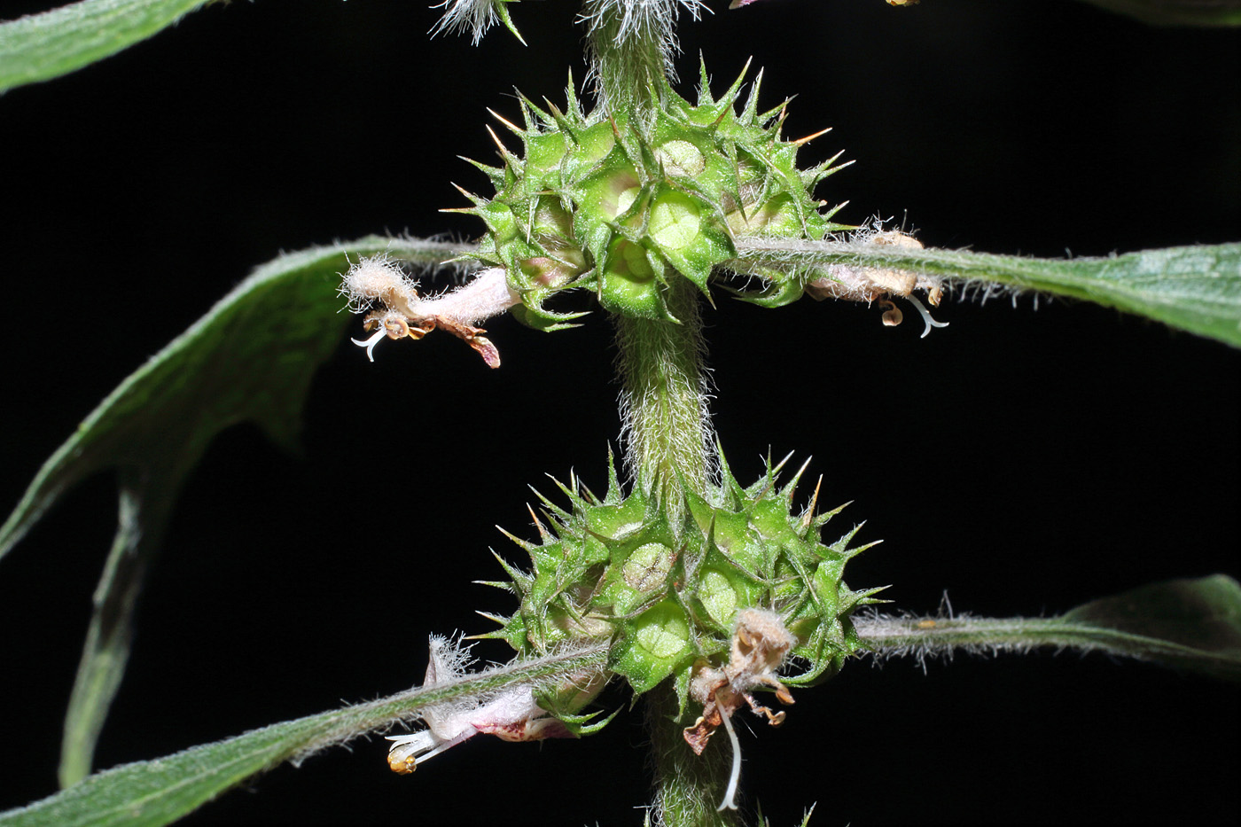 Изображение особи Leonurus quinquelobatus.