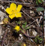 Potentilla crantzii. Побег с цветками и бутонами. Северная Осетия, Алагирское ущелье, окр. пос. Ниж. Унал, засушливая котловина, 950 м н.у.м. 07.05.2010.