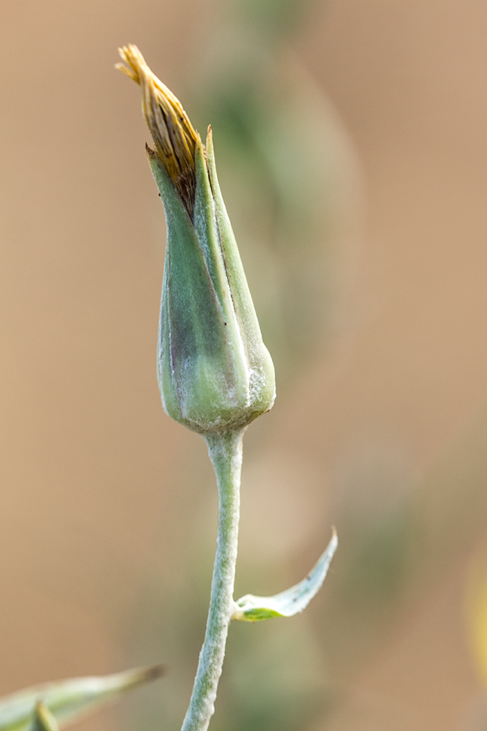 Изображение особи род Tragopogon.