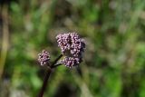 Valeriana dubia