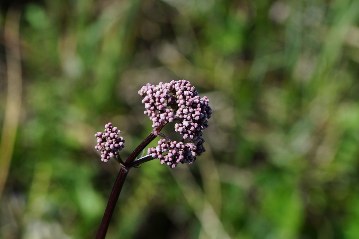 Изображение особи Valeriana dubia.