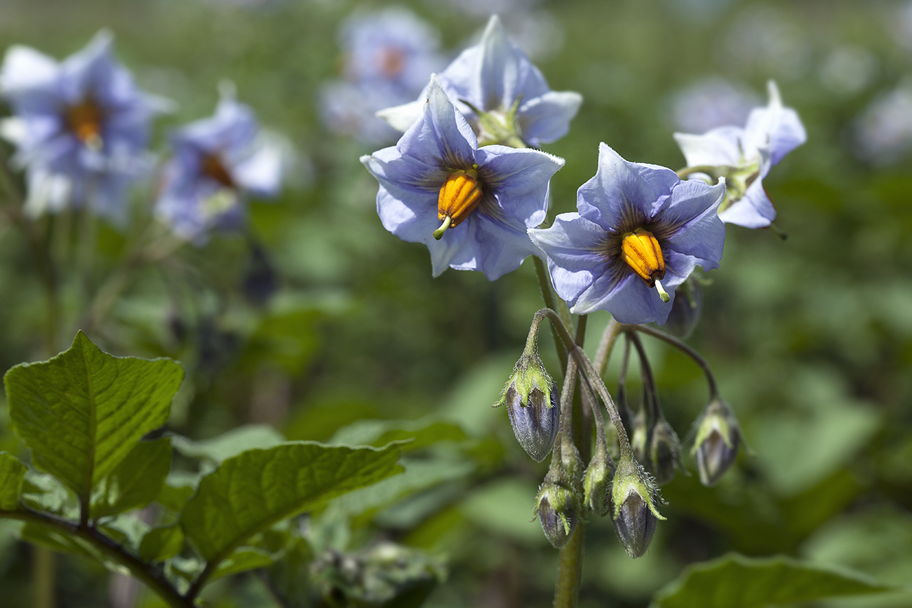 Изображение особи Solanum tuberosum.