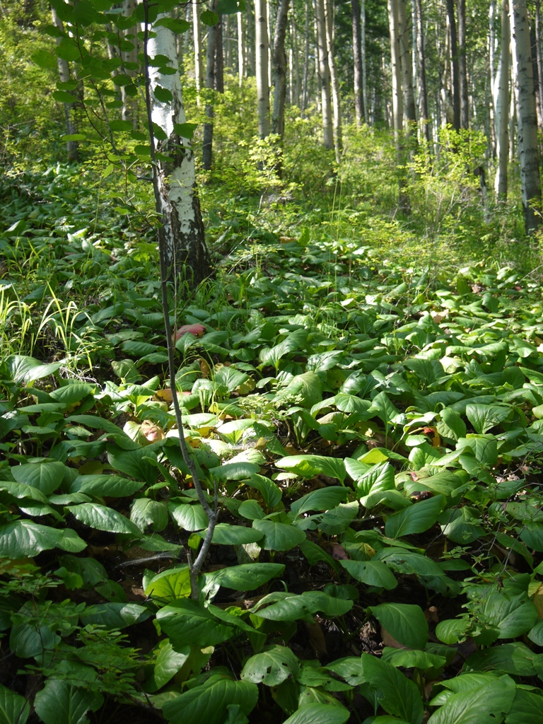 Изображение особи Bergenia crassifolia.