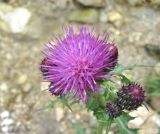 Cirsium uliginosum. Соцветия. Кабардино-Балкария, Эльбрусский р-н, окр. с. Бедык, ок. 1000 м н.у.м., берег ручья. 08.08.2018.