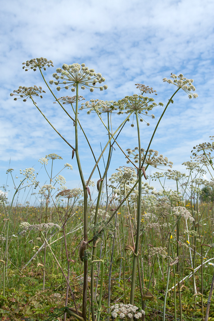 Image of Angelica sylvestris specimen.