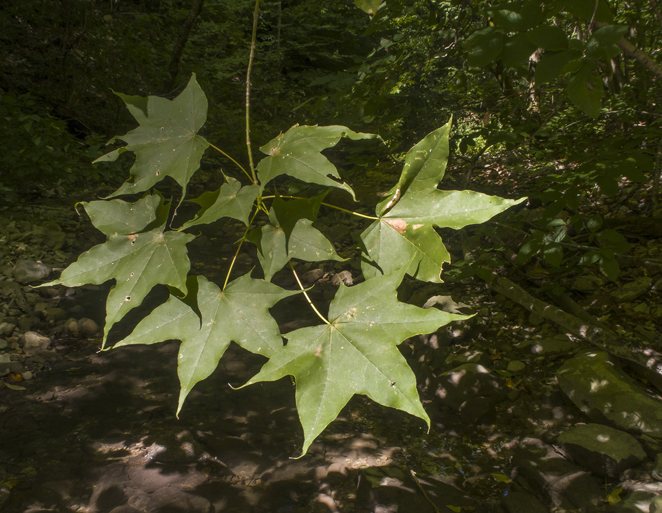 Изображение особи Acer cappadocicum.