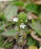 genus Euphrasia