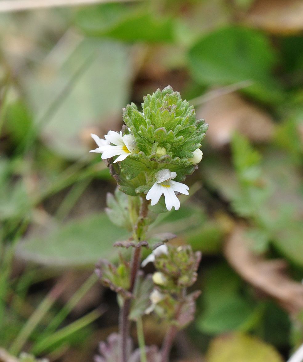 Изображение особи род Euphrasia.