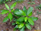 genus Rhododendron. Вегетирующее растение. Украина, Ивано-Франковская обл., Болеховский горсовет, Поляницкий сельсовет, Поляницкий региональный ландшафтный парк, урочище Выдрына, тур. комплекс \"Скала\", в культуре. 11.06.2018.
