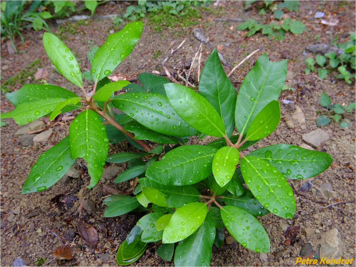 Изображение особи род Rhododendron.