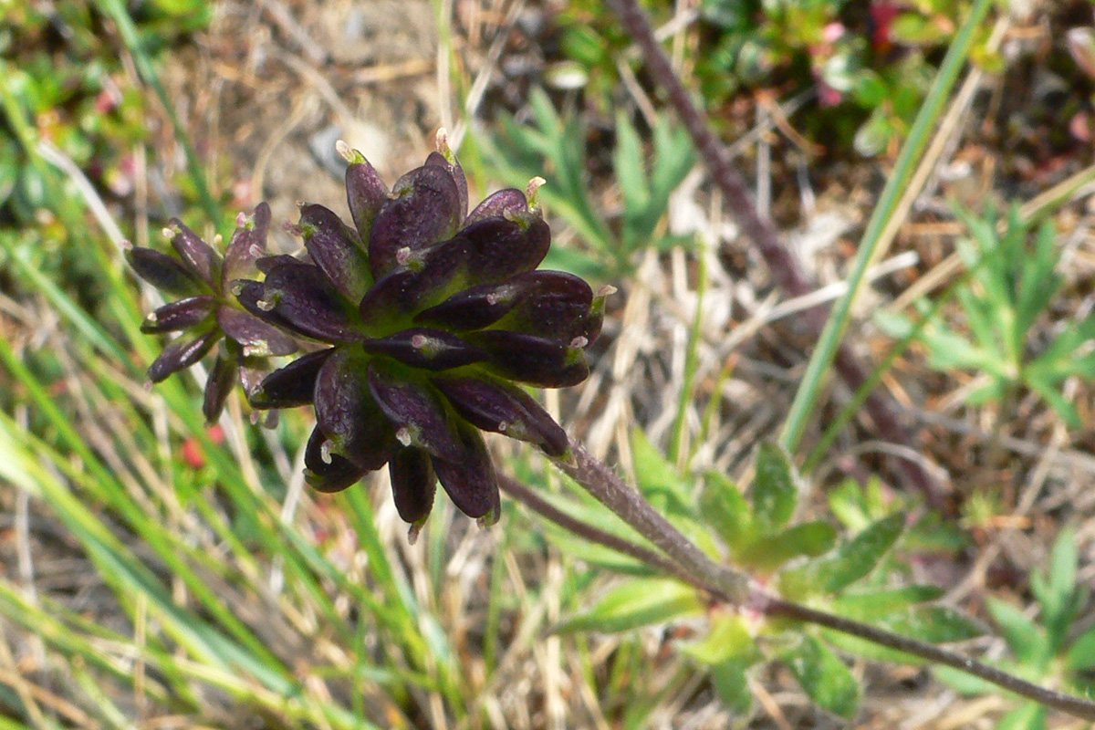 Image of Anemonastrum sibiricum specimen.