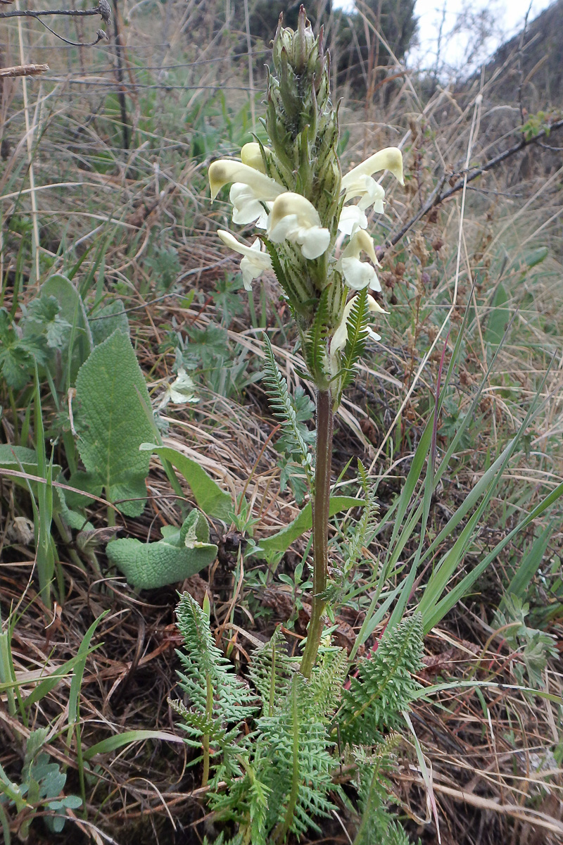 Изображение особи Pedicularis dolichorrhiza.